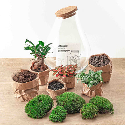 Ecosysteem plant - Drop XXL Bonsai - Planten terrarium - ↑ 43 cm