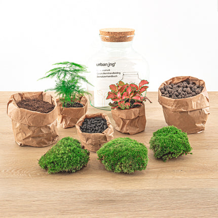 Planten terrarium - Little Joe - Ecosysteem plant - ↑ 21,5 cm