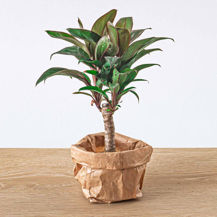 Terrarium planten pakket Jungle-Boost - 6 planten - Palm - Lancifolia - Coffea - Varen - 2x Fittonia