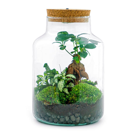 Planten terrarium - Little Milky Coffea Wit met lamp - Ecosysteem plant - ↑ 25 cm look