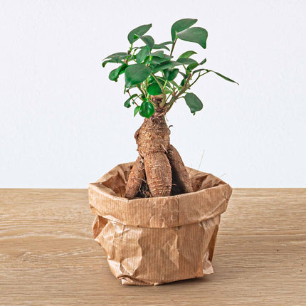 Planten terrarium pakket - Ficus Ginseng bonsai - Navulling & Startpakket- DIY