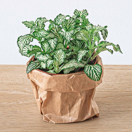 Planten terrarium pakket - Lancifolia - Bonsai - Asparagus - 2x Fittonia - 5 planten - Navulling & Startpakket- DIY