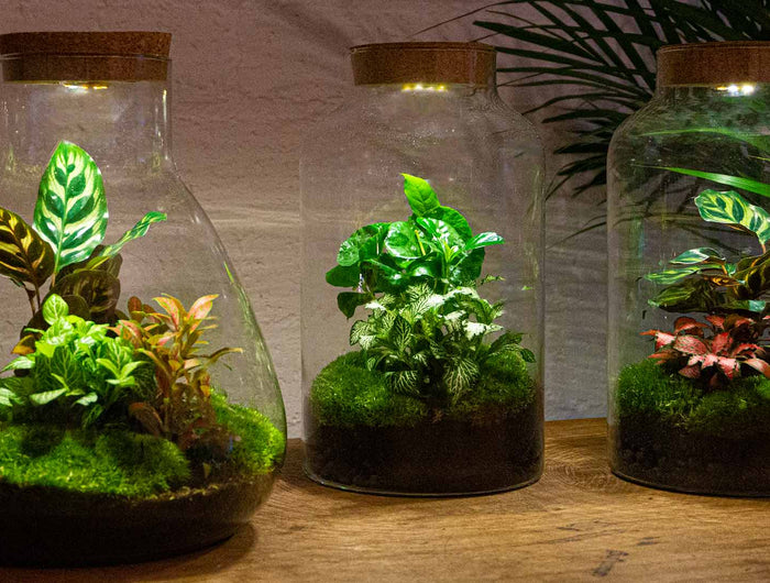 Terrarium met licht Mini-ecosysteem met lamp