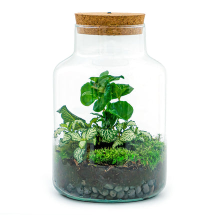 Planten terrarium - Little Milky Coffea Wit met lamp - Ecosysteem plant - ↑ 25 cm look