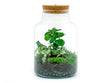 Planten terrarium - Little Milky met lamp - Ecosysteem plant - ↑ 25 cm