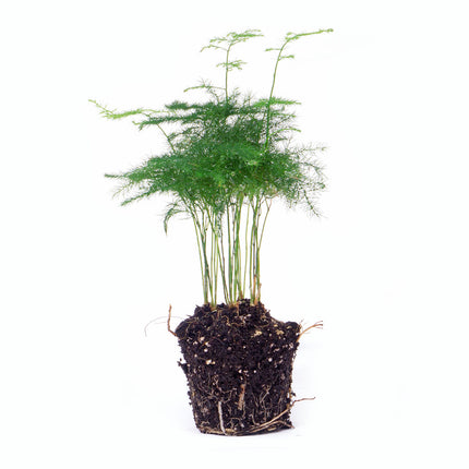Asparagus Setaceuse Plumosus – Sierasperge - Terrarium plant - Ø 6 cm