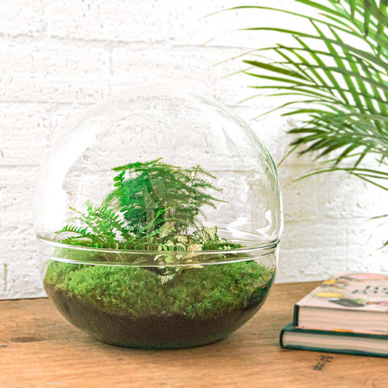 Planten terrarium - DIY - Dome XL - Ecosysteem plant - ↑ 30 cm