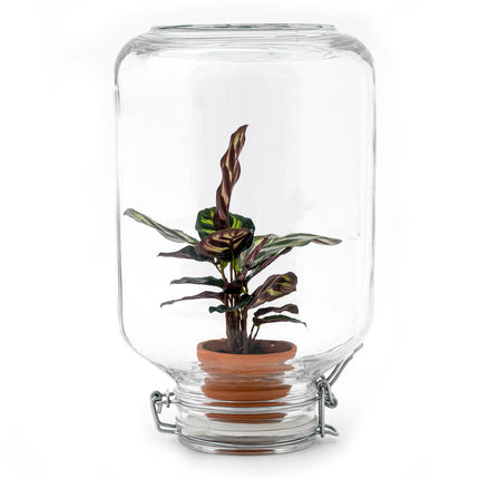 Easyplant - Coffea Arabica - Planten terrarium - Mini-ecosysteem