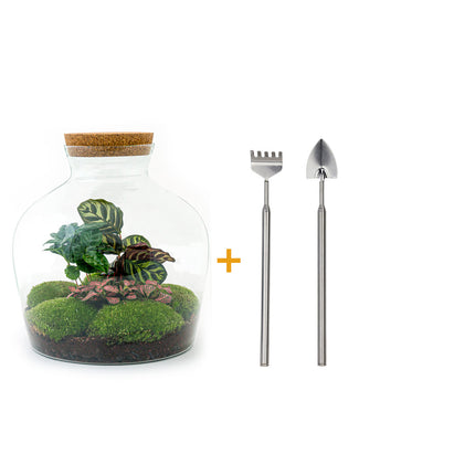 Ecosysteem plant - Fat Joe Coffea - Planten terrarium - ↑ 30 cm