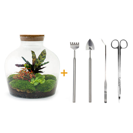 Ecosysteem plant - DIY - Fat Joe Red - Planten terrarium - ↑ 30 cm