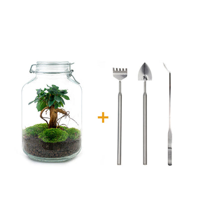 Planten terrarium - Jar - Ficus Ginseng bonsai - Ecosysteem plant - ↑ 28 cm