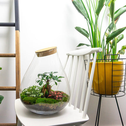 Terrarium DIY Kit • Glass ecosystem with plants • ↑ 37 cm • Drop XL