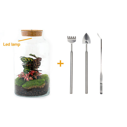 Ecosysteem plant - DIY - Milky Calathea met lamp - Planten terrarium - ↑ 31 cm