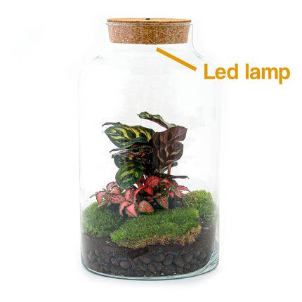 Ecosysteem plant - DIY - Milky Calathea met lamp - Planten terrarium - ↑ 31 cm