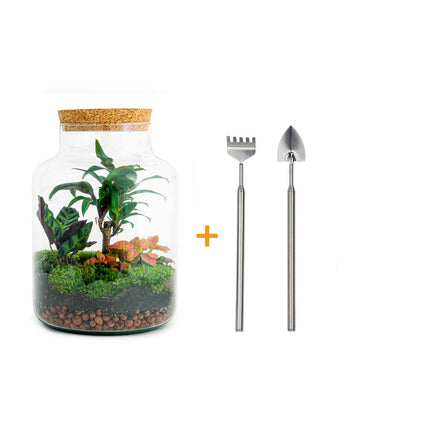 Planten terrarium - Milky Palm - Ecosysteem plant - ↑ 30 cm