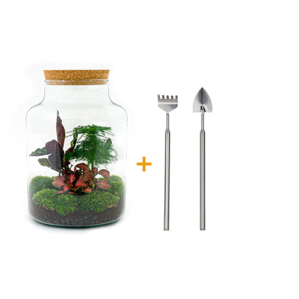 Planten terrarium - Milky - Ecosysteem plant - ↑ 30 cm