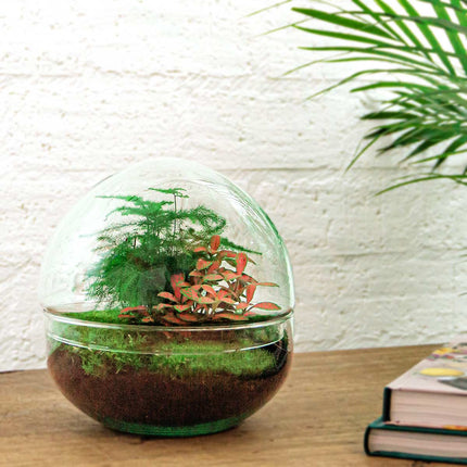 Planten terrarium - DIY - Dome Red - Ecosysteem plant - ↑ 20 cm