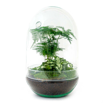 Planten terrarium - Egg XL - Ecosysteem plant - ↑ 30 cm