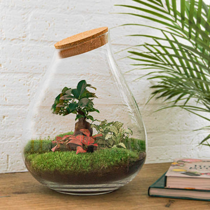 Ecosysteem plant - Drop XL Bonsai - Planten terrarium - ↑ 37 cm