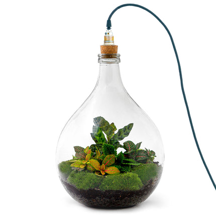 Planten terrarium Groot - Urban Jungle M - Mini-ecosysteem plant - Kant-en-klaar - ↑ 40 cm