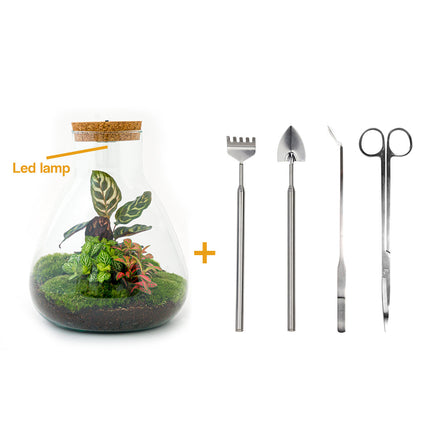 Planten terrarium - Sam Calathea met lamp - Ecosysteem plant - ↑ 30 cm