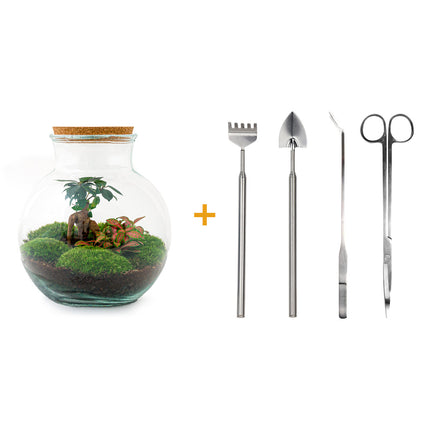 Planten terrarium - Teddy bonsai - Ecosysteem plant - ↑ 26,5 cm