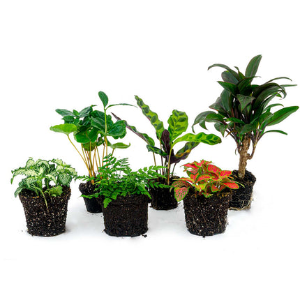 Terrarium planten pakket Jungle-Boost - 6 planten - Palm - Lancifolia - Coffea - Varen - 2x Fittonia