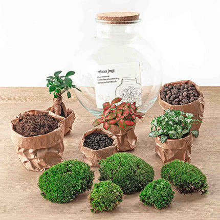 Planten terrarium - Bolder Bob Bonsai - Ecosysteem plant - ↑ 30 cm