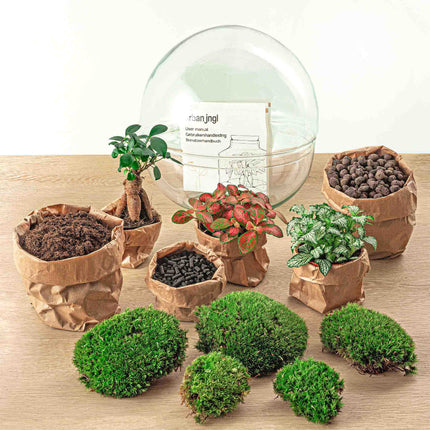 Planten terrarium - DIY - Dome XL - Ficus Ginseng Bonsai - Ecosysteem plant - ↑ 30 cm