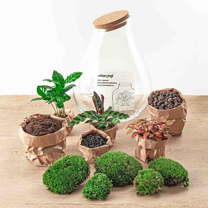 Ecosysteem plant - DIY - Drop XXL Red - Planten terrarium - ↑ 43 cm