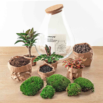 Planten terrarium - DIY - Drop XL Palm - Ecosysteem plant - ↑ 37 cm
