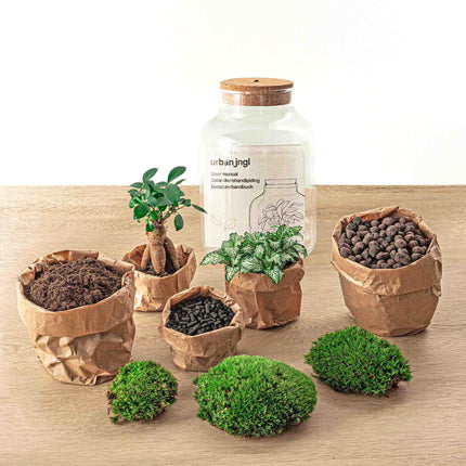 Planten terrarium - Little Milky Coffea Wit met lamp - Ecosysteem plant - ↑ 25 cm