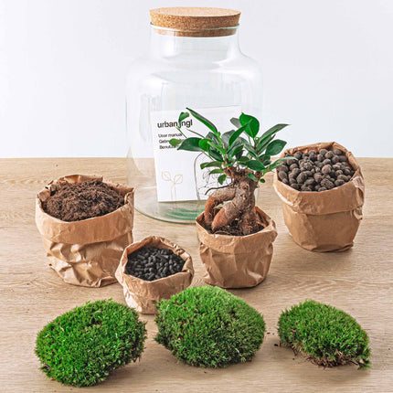 Ecosysteem plant - Milky met bonsai - Planten terrarium - ↑ 30 cm