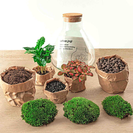 Planten terrarium - Sammie Coffea - Ecosysteem plant - ↑ 27 cm