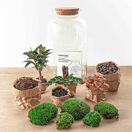 Planten terrarium - Kant-en-klaar - Sven Palm - Ecosysteem plant - ↑ 43 cm