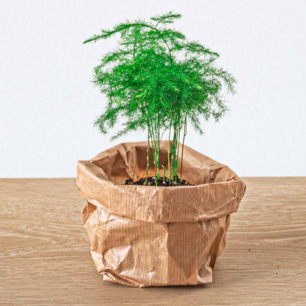Terrarium planten pakket Ficus Ginseng - 5 planten - Bonsai