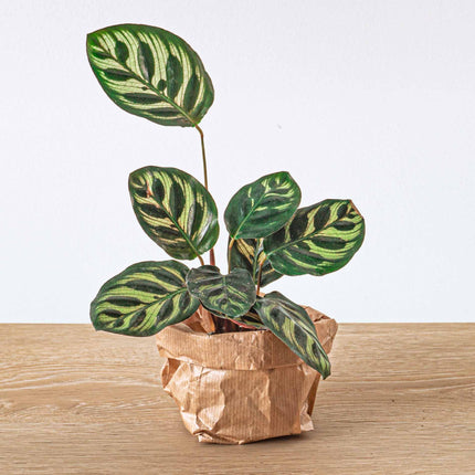 Planten terrarium - DIY - Calathea Makoyana - Navulling & Startpakket