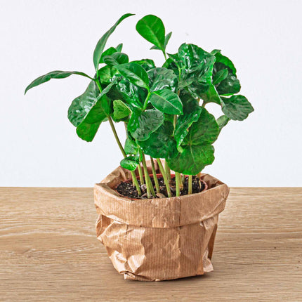Terrarium planten pakket Coffea Arabica - 5 planten - Koffieplant