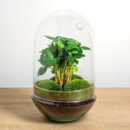 Planten terrarium -  Egg XL Coffea - Ecosysteem plant - ↑ 30 cm