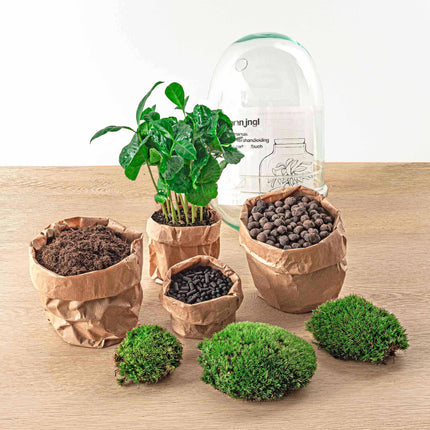 Planten terrarium -  Egg XL Coffea - Ecosysteem plant - ↑ 30 cm