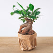 Ficus microcarpa ginseng bonsai  - ↑20 cm