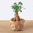 Ficus Ginseng bonsai - Microcarpa - ↑12 - 15 cm - Ø 6 cm