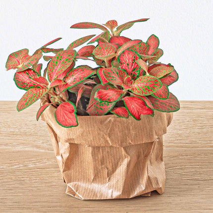 Planten terrarium pakket - Lancifolia - Bonsai - Asparagus - 2x Fittonia - 5 planten - Navulling & Startpakket- DIY