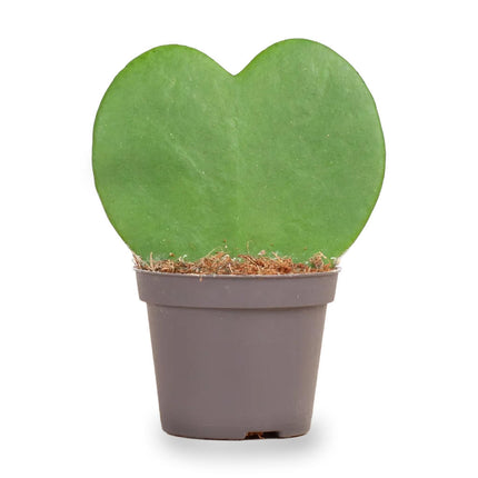 Hoya Kerrii - Hartjesplant - ↑ 10 cm - ⌀ 6 cm