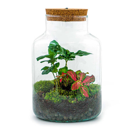 Planten terrarium - Little Milky Coffea Red met lamp - Ecosysteem plant - ↑ 25 cm