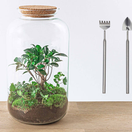 Planten terrarium - Sven Hedera bonsai - Ecosysteem plant - ↑ 43 cm