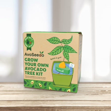 AvoSeedo: Zelf een avocadoplant kweken?