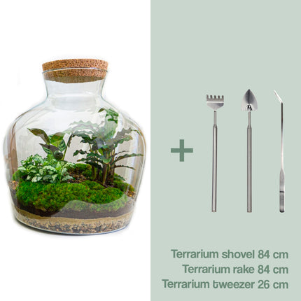 Planten terrarium - Fat Joe - Ecosysteem plant - ↑ 30 cm
