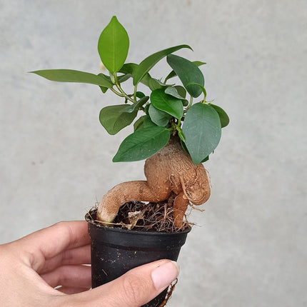 Ficus Ginseng bonsai - Microcarpa - ↑12 - 15 cm - Ø 6 cm