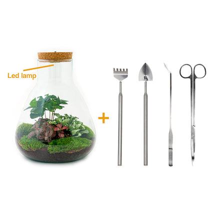 Planten terrarium - Sam Coffea met lamp - Ecosysteem plant - ↑ 30 cm
